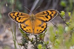 Heteronympha merope