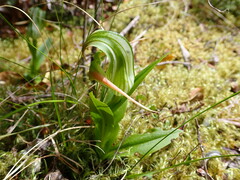 Pterostylis patens