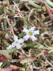 Samolus repens