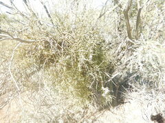 Phoradendron californicum