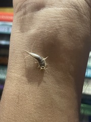 Lepismatidae