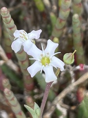 Samolus repens