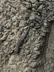 Cnemaspis mysoriensis