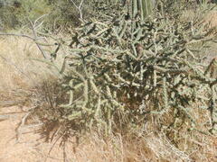 Cylindropuntia acanthocarpa