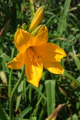 Hemerocallis middendorffii