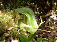Pterostylis patens