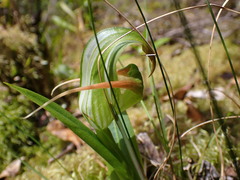 Pterostylis patens