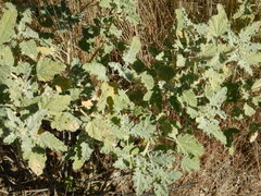 Sphaeralcea coulteri