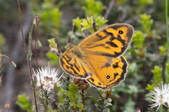 Heteronympha merope
