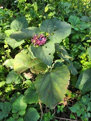 Clerodendrum chinense