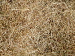 Muhlenbergia porteri