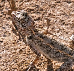 Psammophilus dorsalis