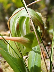 Pterostylis patens