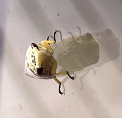 Ptyelus grossus