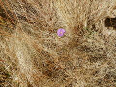 Ipomoea ternifolia