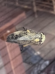 Ptyelus grossus
