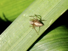 Oxyopes gracilipes