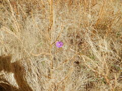 Ipomoea ternifolia