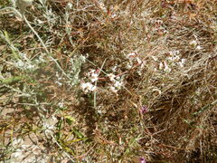 Eriogonum deflexum