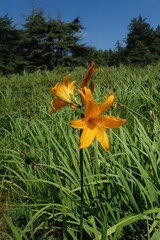 Hemerocallis middendorffii