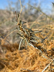 Cuscuta psorothamnensis