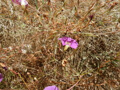Ipomoea ternifolia