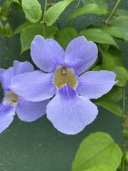 Thunbergia