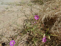Ipomoea ternifolia