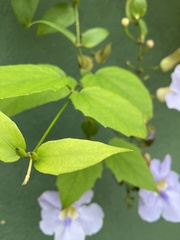 Thunbergia