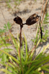 Hemerocallis middendorffii