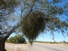 Phoradendron californicum