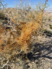 Cuscuta psorothamnensis