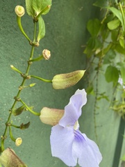 Thunbergia