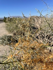 Cuscuta psorothamnensis