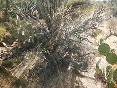 Cylindropuntia thurberi