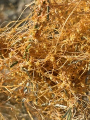 Cuscuta psorothamnensis