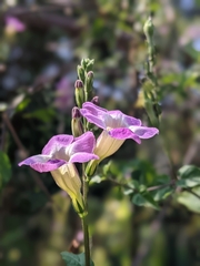 Asystasia gangetica