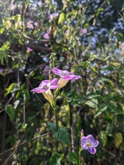 Asystasia gangetica