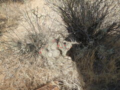 Cylindropuntia leptocaulis