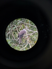 Macropygia unchall unchall