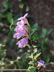 Asystasia gangetica