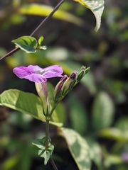 Asystasia gangetica