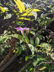 Asystasia gangetica