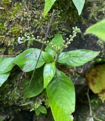 Ophiorrhizeae
