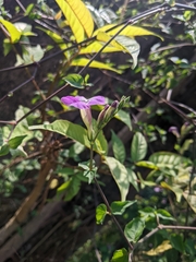 Asystasia gangetica