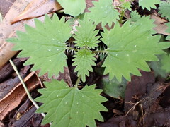 Urtica sykesii
