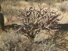 Cylindropuntia thurberi