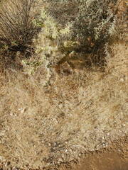 Eragrostis lehmanniana