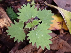 Urtica sykesii