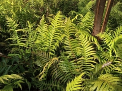 Blechnum nudum